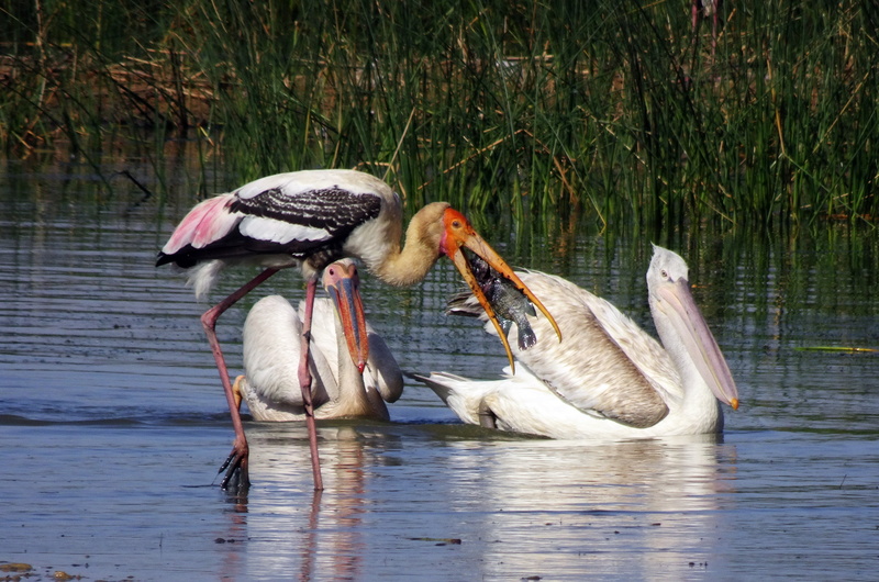 lake, kachchh, gosling, water bird, biodiversity, animal themes, waterfront, bird, animals in the wild, nature, swimming, pelican, fish, india, fauna, catch