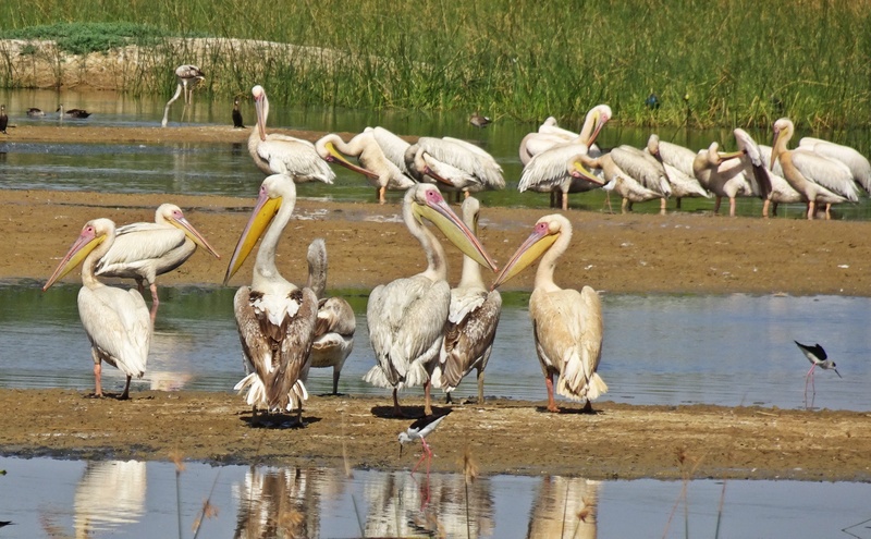 no people, group of animals, lake, waterfront, water, day, pelican, india, 2K, wildlife, reflection, ornithology, plant, vertebrate, animal themes, flock of birds