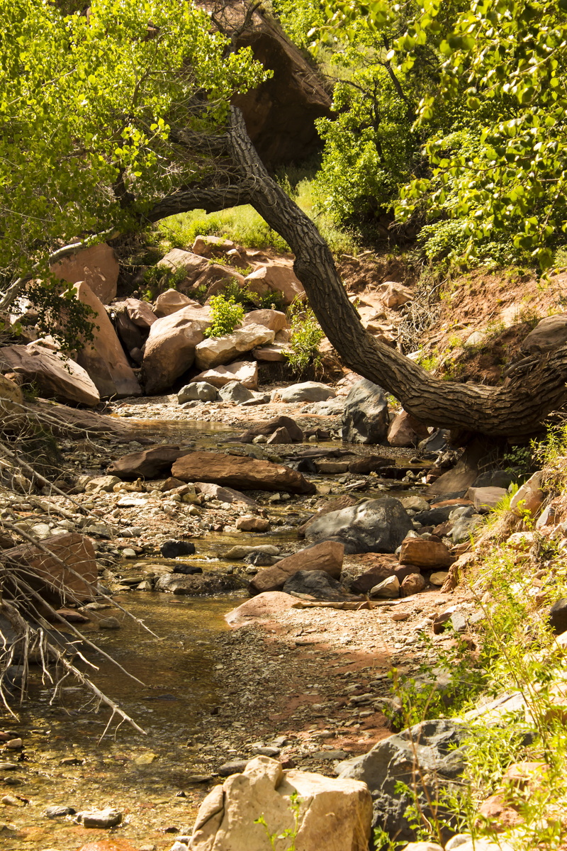 tree, solid, sandstone, 5K, tranquility, geological, beauty in nature, trunk, trail, footpath, rock, no People, growth, forest, zion national park, green color