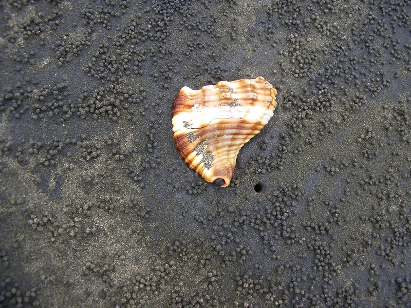 clam, shell, animal themes, land, black sand, no people, beach, animal wildlife, sand, volcanic sand, animal shell, nature, volcano, sea, black, one animal