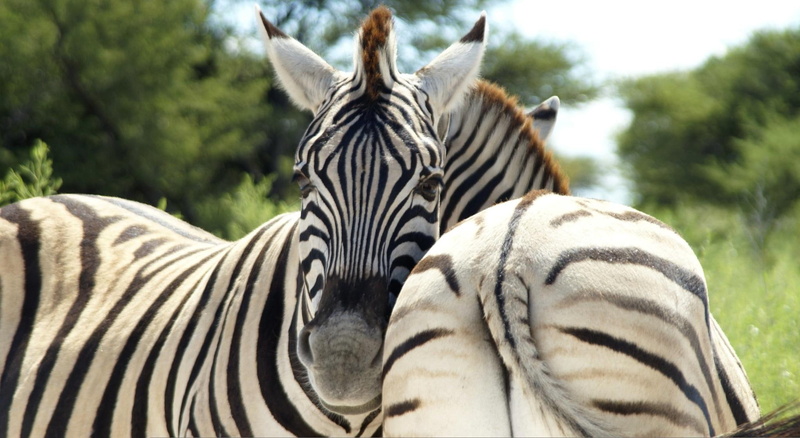 face, zebras, animals, view, 1080P, butt, frontal, cool, amp, back