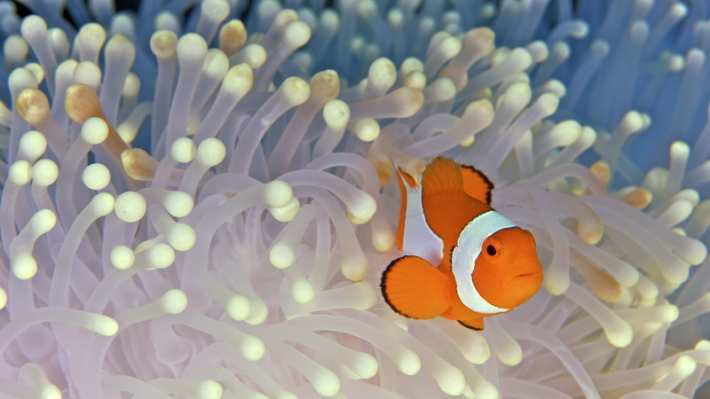 the bottom, the ocean, algae, clown, 1080P, nemo, fish