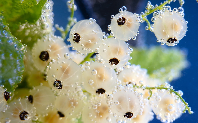 purity, invertebrate, bubbles, flowering plant, no people, flower, animal wildlife, 720P, white, drop, close-up, beauty in nature, water, full frame, plant