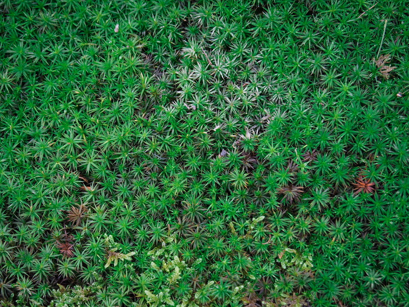 lawn, growth, vine, weed, grassland, nature, leaf, tree, outdoors, ground, beauty in nature, lush foliage, full frame, hedge, directly above, plant, vegetation