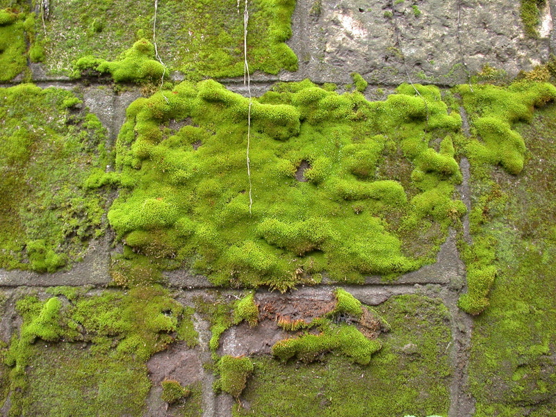 beauty in nature, tree, tranquility, scenics - nature, rock, wall, 1080P, green, moss, high angle view, algae, no people, lush foliage, plant, land, tranquil scene