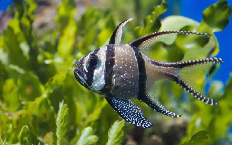 water, fish, vertebrate, Algas, 1080P, swimming, sea, Marino, marine, undersea, close-up, animals in the wild, one animal, sea life, nature, Animales