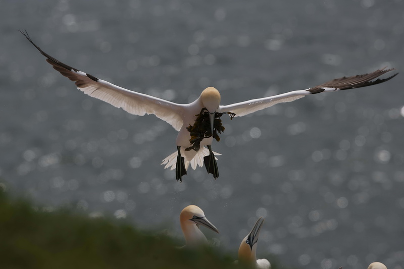 feather, vertebrate, beak, sky, day, algae, blue, animal wildlife, motion, wildlife, black-headed gull, freedom, animal Wing, spread wings, mid-air, flying