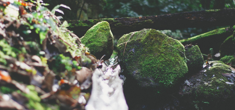 no people, selective focus, forest, day, green, close-up, mazamitla, crystal, outdoors, tree, moss, cactus, tranquility, beauty in nature, succulent plant