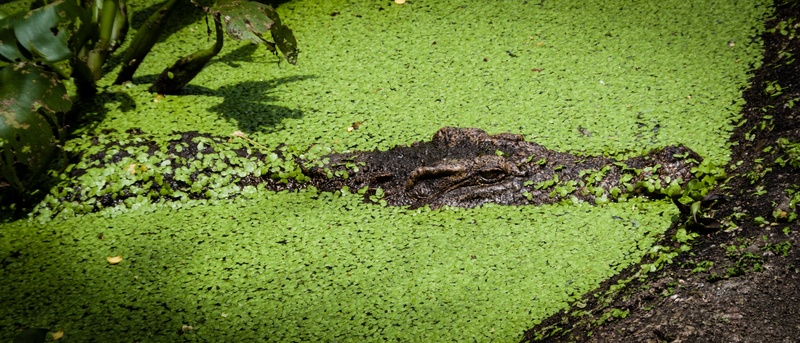 no people, reptile, swamp, water plants, one animal, green, 4K, wetland, crocodile, plant, carnivore, wildlife, animal head, high angle view, alligator
