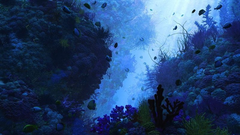 the, fish, depth, algae, 1080P, Corals, Bottom