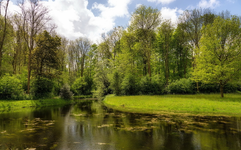 surface, algas, 1080P, water, wood, lake, coast