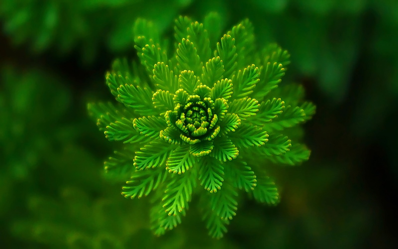 algae, macro, plant backgrounds, 4K, close-up