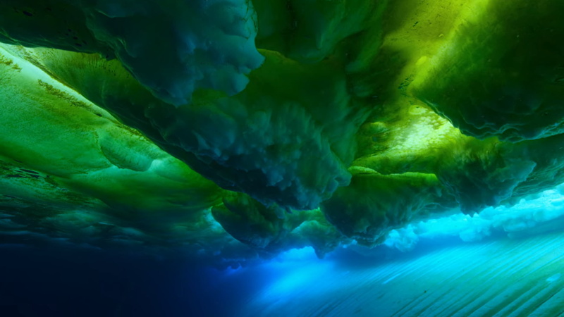 nature, Pacific Ocean, underwater, water, 1080P, algae