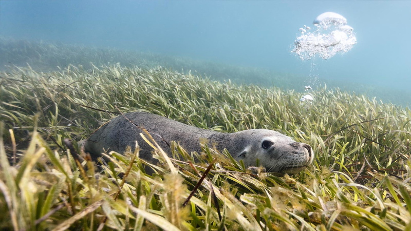 Australia, algae, Australian sea lion, 1080P, the island of Carnac