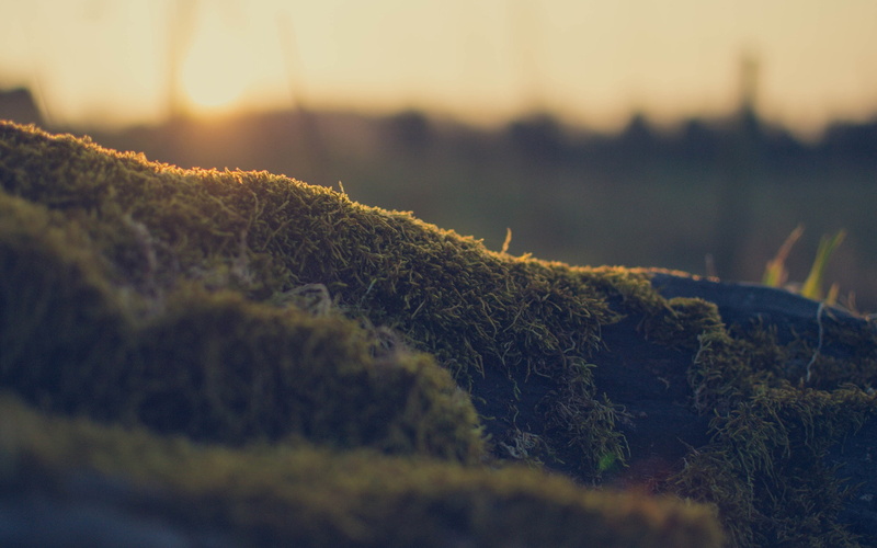 selective focus, soft focus, no people, sunset, nature, beauty in nature, growth, tranquility, close-up, green color, landscape, 2K, scenics - nature