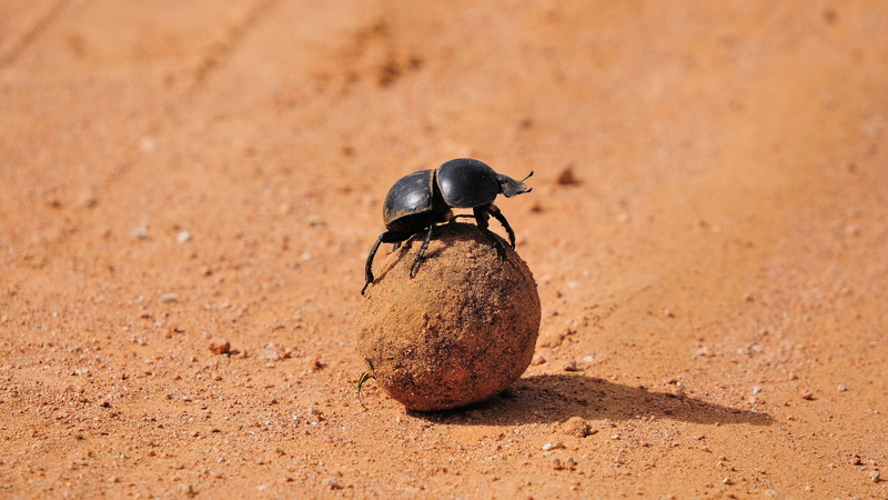 4K, Animal, Dung Beetle