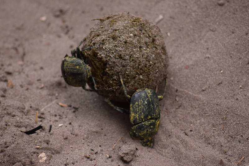 plant, animals in the wild, poo, dirt, tortoise, no people, safari, one animal, animal themes, animal wildlife, focus on foreground, animal dung, sand