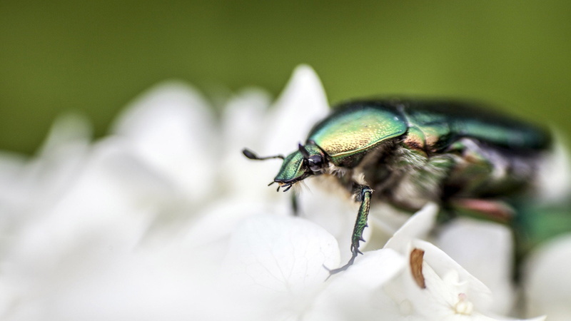 one animal, animals in the wild, close, bee, weevil, bug, no people, invertebrate, fly, selective focus, 1080P, close-up, nature, arthropod, spring, garden
