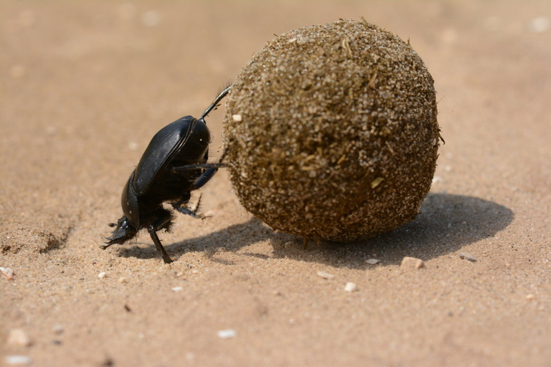 selective focus, Beetle, sand, full length, no people, God, outdoors, Scarab, land, scarab, animal, close-up, daytime, animal wildlife, sunlight, invertebrate