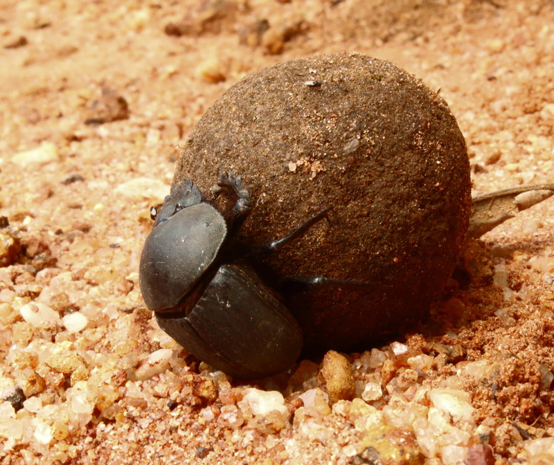 rock - object, outdoors, invertebrate, no people, 4K, animal, close-up, focus on foreground, brown, day, pebble, nature, animal themes, dung beetle, stone