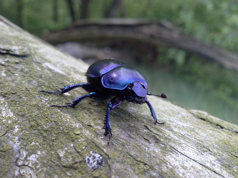 animal themes, outdoors, one animal, wood - material, black color, beetle, selective focus, zoology, insect, focus on foreground, day, animals in the wild