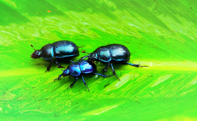 group of animals, day, animal, several, beetle, leaf, green color, plant part, 2K, invertebrate, outdoors, insect, animal wildlife, black, dung beetle