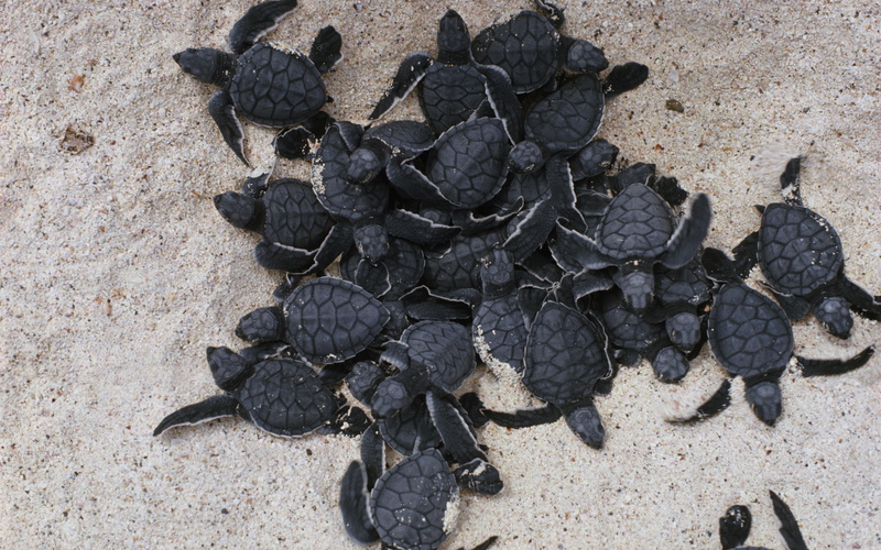 nature, high angle view, food, animal dung, many, summer, outdoors, land, black Color, sand, dirt, field, sunlight, animal themes, no people, black, macro