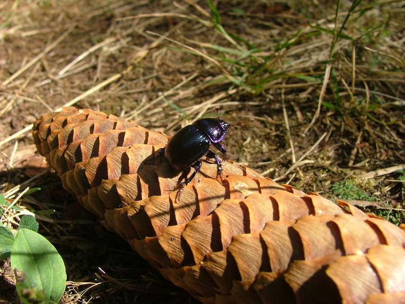 invertebrate, high angle view, dung, zoology, 1080P, cone, animal, no people, arthropod, animal themes, vertebrate, land, outdoors, beech mountain, plant