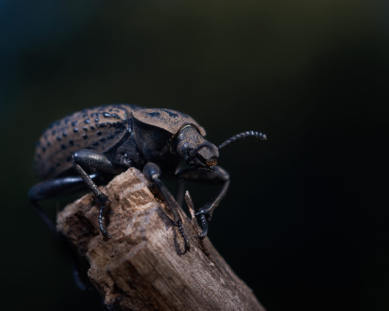 lizard, night, rust, mammal, close-up, focus, animal, invertebrate, iguana, tree, claw, 2K, dung beetle, snail, nature, vertebrate, branch, wildlife, animal wildlife