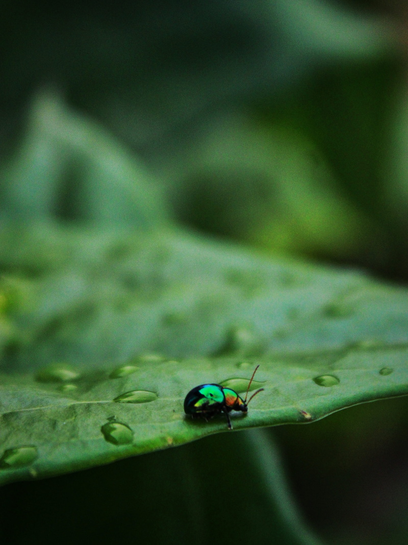 asilidae, green color, nature, black widow, photography, animal wing, animal themes, cricket insect, animal, 2K, photo, turquoise colored, housefly, snail
