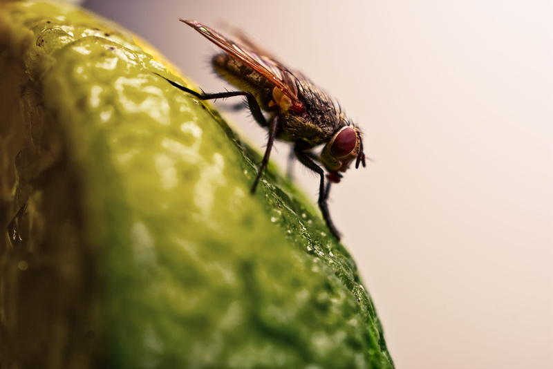 close-up, animal wildlife, selective focus, house, surface, 5K, slug, animal wing, animal, asilidae, zoology, plant, nature, one animal, outdoors, fly