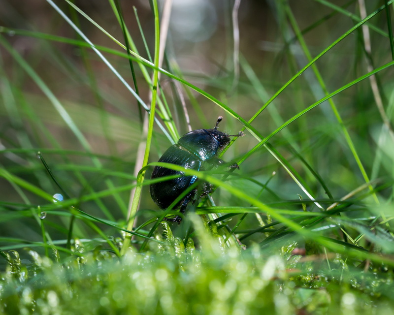 green, top, climb, selective focus, grass, animal themes, invertebrate, animal, vertebrate, one animal, beetle, plant, animal wildlife, 4K, green Color