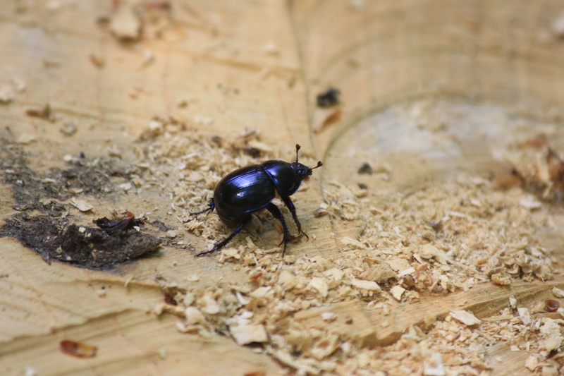no people, ant, fauna, flooring, close-up, animal wildlife, animal themes, nature, dung beetle, black color, beetle, one animal, 4K, day, invertebrate