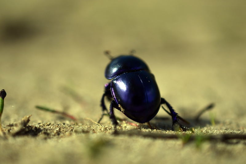 fauna, black color, day, green color, one animal, plant, made, invertebrate, animal wildlife, no people, animal, selective focus, spring beetle, beetle