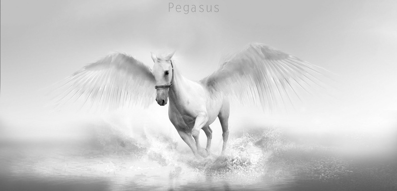 Pegasus, Fantasy Animals, 1080P