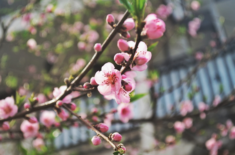 freshness, pollen, plum blossom, nature, 4K, blossom, shillong, beauty in nature, pink, newyear, flowering plant, spring, cherry blossom, focus on foreground