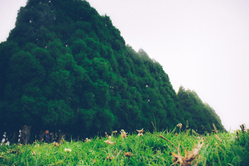 beauty in nature, sky, green color, tranquil scene, mammal, shillong, animal themes, grass, land, plant, nature, day, growth, environment, tree, 5K, no people
