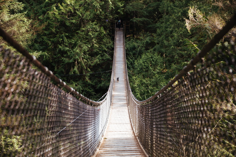 built structure, diminishing perspective, rope bridge, one, nature, outside, day, front, plant, brown, across, training, dog, hanging bridge, jumping, footpath