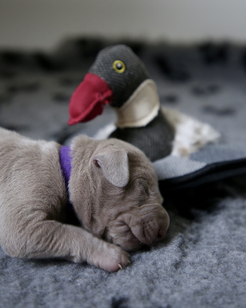 parrot, gray, canine, african grey parrot, penguin, vulture, group of animals, toy, duck, relaxation, no people, animal, french bulldog, waterfowl, dog