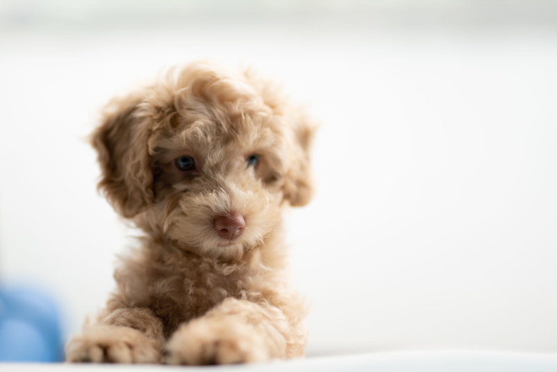 no people, animal, softness, coated, small, mammal, portrait, pets, soft focus, domestic, 5K, domestic animals, looking at camera, plush, canine, pet