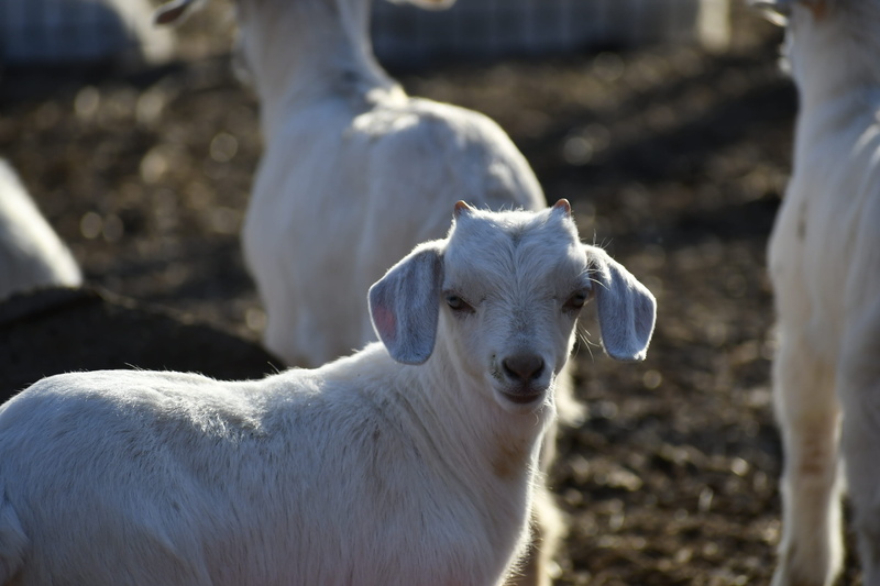 cattle, pets, nature, vertebrate, kid goat, domestic animals, bird, wildlife, person, animal, two animals, outdoors, domestic, animal themes, spring, dog