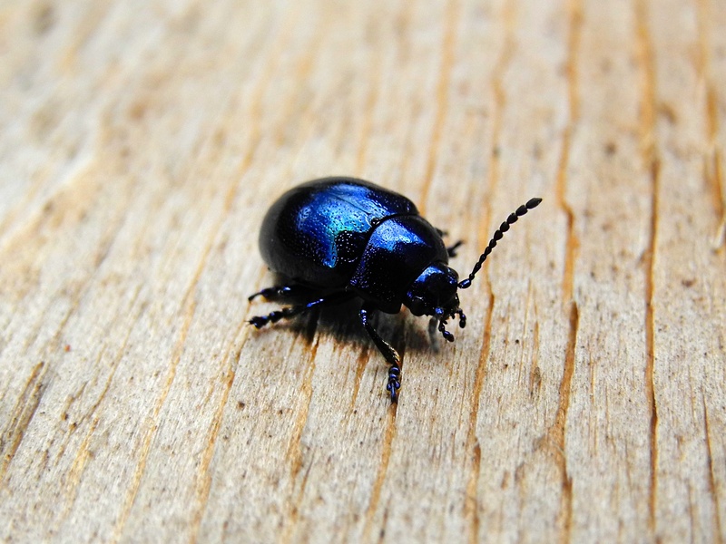 wood, dung beetles, animal, outdoors, animals in the wild, wood - material, textured, black beetle, black, close-up, day, focus on foreground, beetle, animal themes