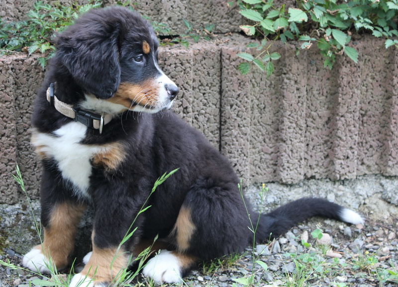 purebred Dog, lazy dog, nature, bernese Mountain Dog, domestic, no people, Portrait, vertebrate, canine, Small, pet photography, sitting, small dog, mammal