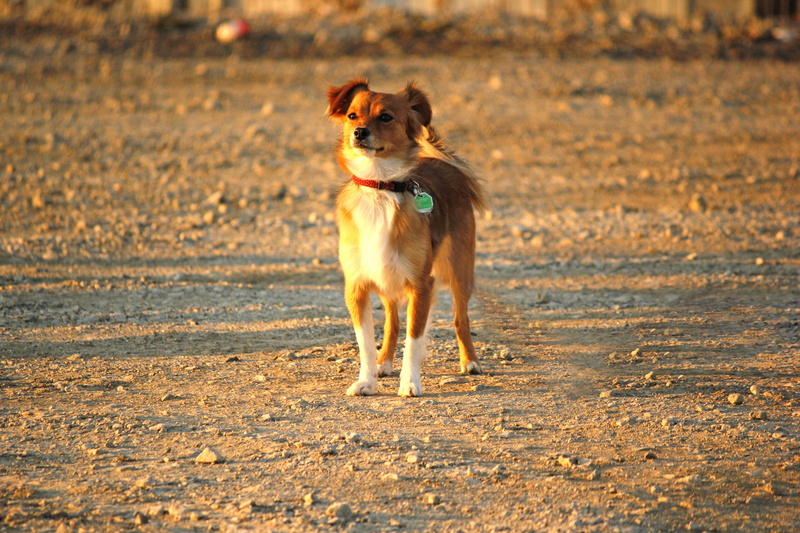 mammal, shelti, dog, outdoors, cute, on the move, looking, pet, running, nature, no people, 5K, domestic, one animal, pets, motion, dog training, looking away