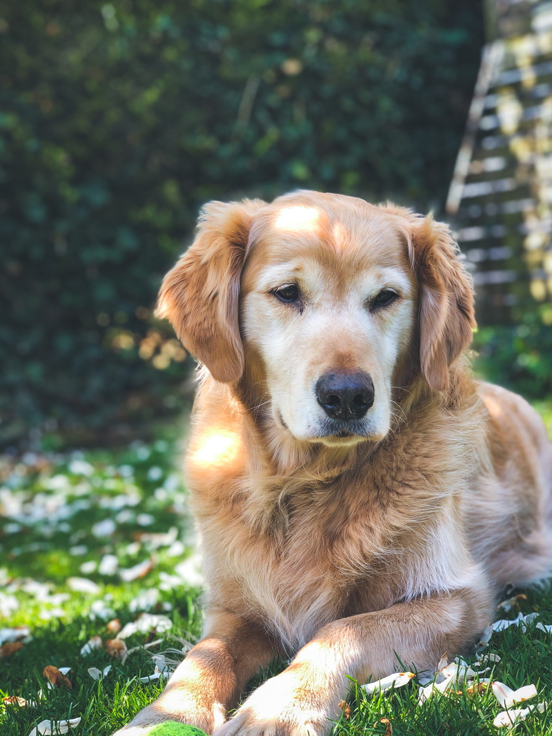 dog, golden retriever, animal themes, pet, domestic animals, relaxation, kent, labrador retriever, land, england, domestic, grass, canine, puppy, spring