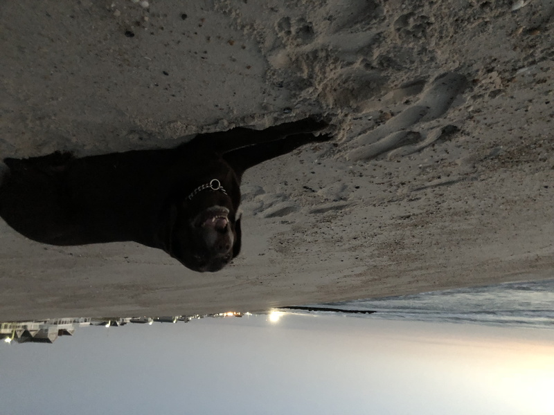leisure activity, canine, coast, men, shoreline, nature, real people, sand, pet, one animal, ocean, puppy, one person, animal, beauty in nature, 4K, sea