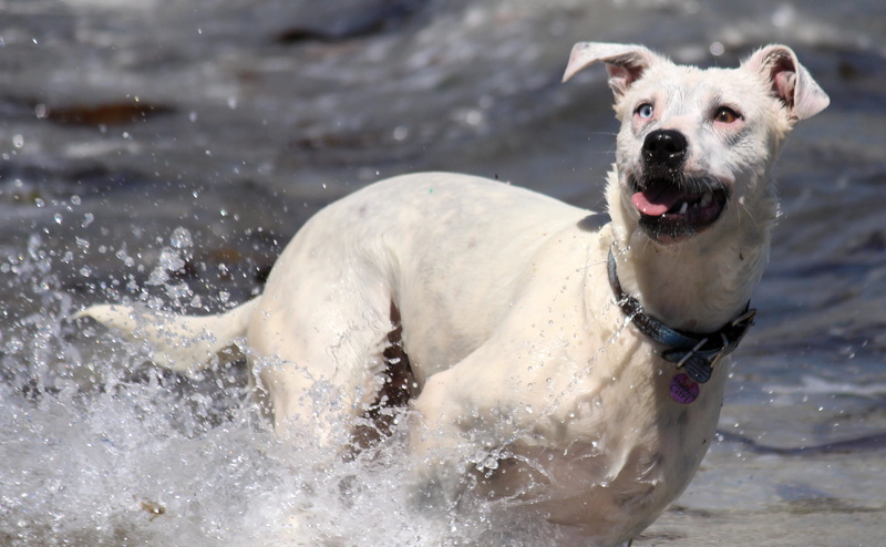 beach, animal mouth, jump, pets, white, cooling, portrait, splash, canine, one animal, animal, inject, domestic, ocean, 2K, body, Fun, adult, sand, water dog