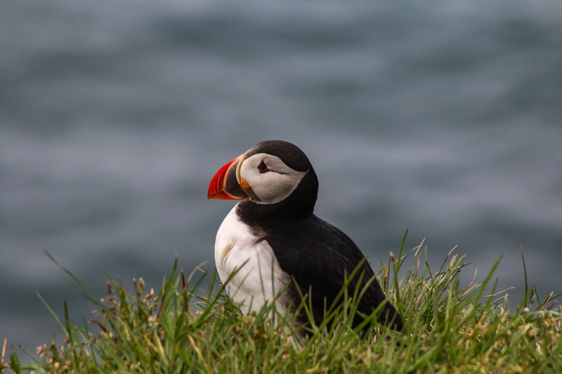 sparrow, animal, dog, nature, lake, hound, beak, 5K, slope, iceland, duck, puffin, pet, mammal, water, poultry, one animal, focus on foreground, waterfowl
