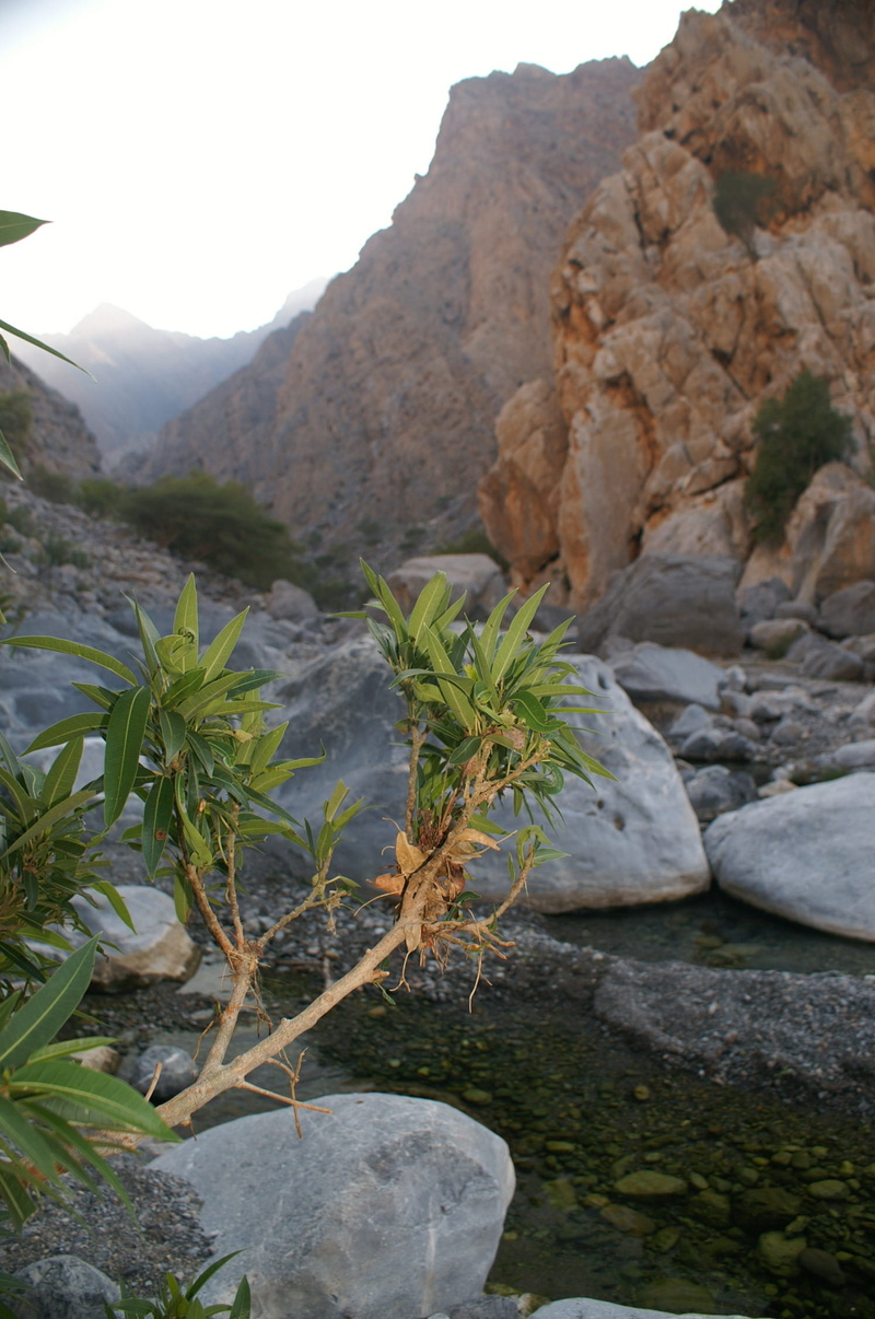 growth, rock formation, no people, eroded, non-urban scene, scenics - nature, 1080P, mountain range, physical geography, rock, nature, solid, outdoors