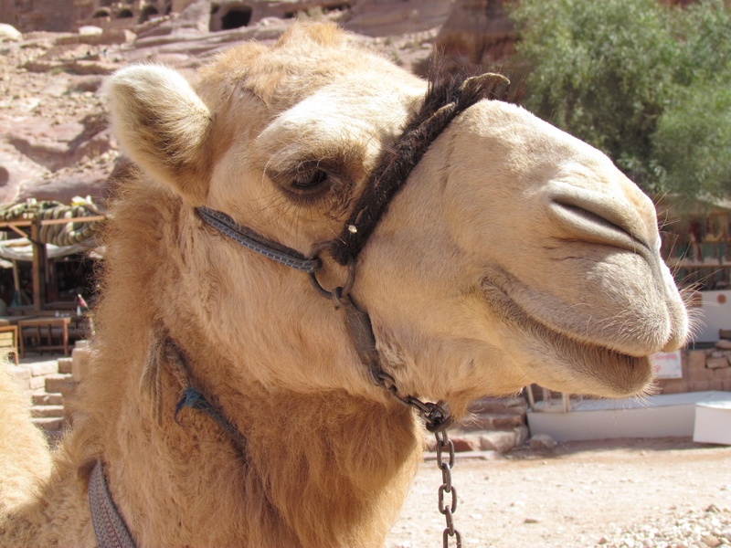 domestic animals, nature, herbivorous, animal head, animal body part, animal, day, wadi, animal mouth, petra, 4K, animal wildlife, focus on foreground